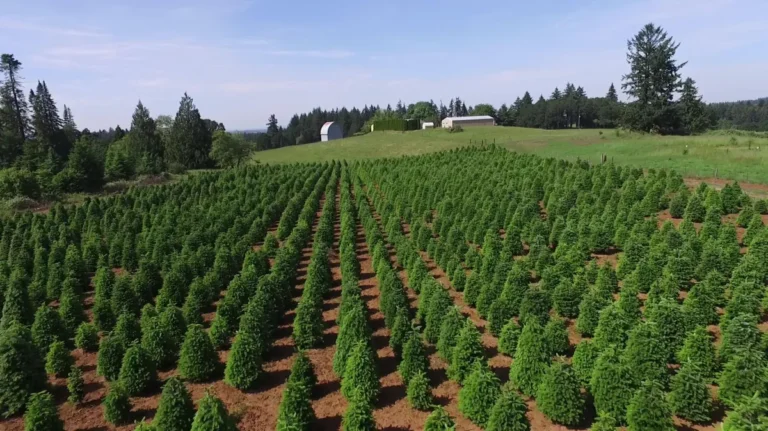 Guide to Choosing the Best Real Christmas Tree Type